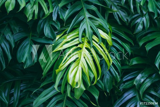 Picture of Tropical green leaves on dark background nature summer forest plant concept